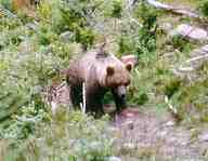 Braunb�r im B�renpark